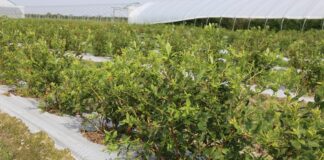 Akcja reanimacja – po burzy gradowej na plantacji borówkowej