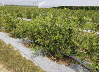 Akcja reanimacja – po burzy gradowej na plantacji borówkowej