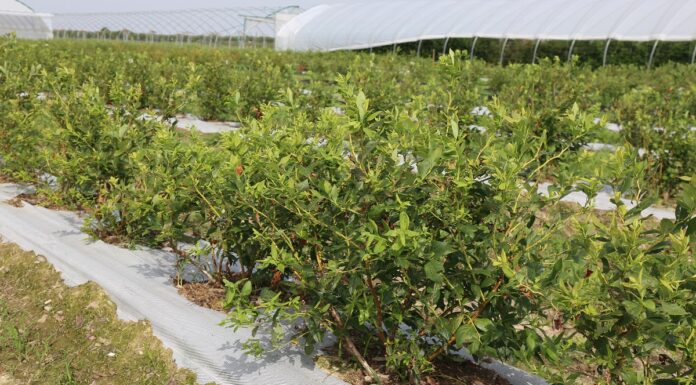 Akcja reanimacja – po burzy gradowej na plantacji borówkowej