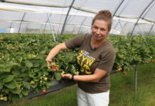 Ochrona, nie tylko chemiczna, truskawek powtarzających owocowanie