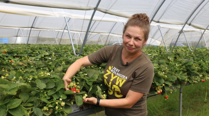 Ochrona, nie tylko chemiczna, truskawek powtarzających owocowanie