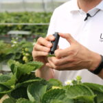 IMG_1061truskawka_borowka