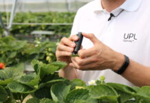 Biostymulacja w uprawie truskawek powtarzających owocowanie