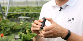 Biostymulacja w uprawie truskawek powtarzających owocowanie