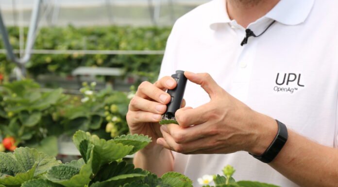 Biostymulacja w uprawie truskawek powtarzających owocowanie