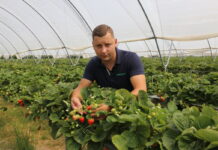 Nawożenie i ochrona truskawek powtarzających owocowanie (cz. I) – do fazy kwitnienia