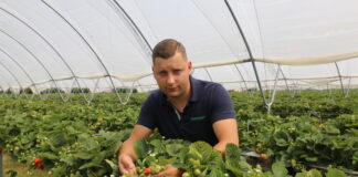 Nawożenie i ochrona truskawek powtarzających owocowanie (cz. I) – do fazy kwitnienia