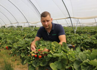 Nawożenie i ochrona truskawek powtarzających owocowanie (cz. I) – do fazy kwitnienia