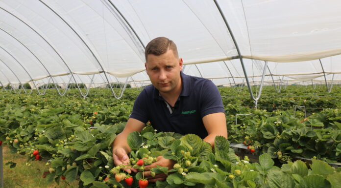 Nawożenie i ochrona truskawek powtarzających owocowanie (cz. I) – do fazy kwitnienia