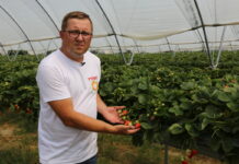 Wspomaganie nawożenia podstawowego w uprawie truskawek powtarzających owocowanie