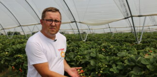 Wspomaganie nawożenia podstawowego w uprawie truskawek powtarzających owocowanie