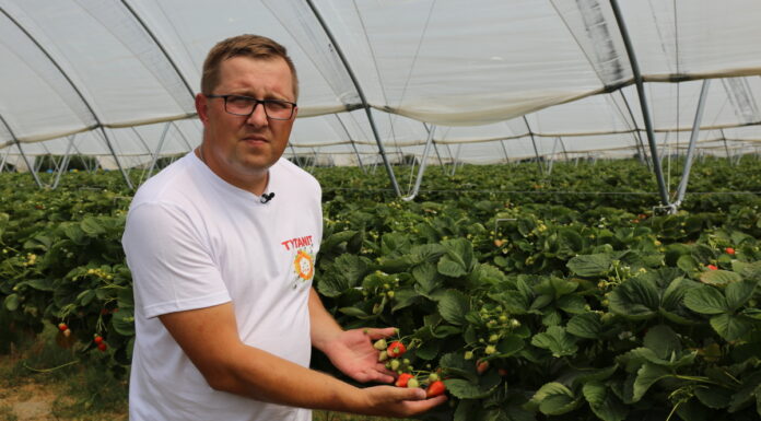 Wspomaganie nawożenia podstawowego w uprawie truskawek powtarzających owocowanie