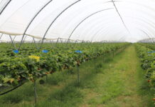 Utrzymać zdrowotność i jakość truskawek odmian powtarzających owocowanie