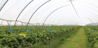 Utrzymać zdrowotność i jakość truskawek odmian powtarzających owocowanie