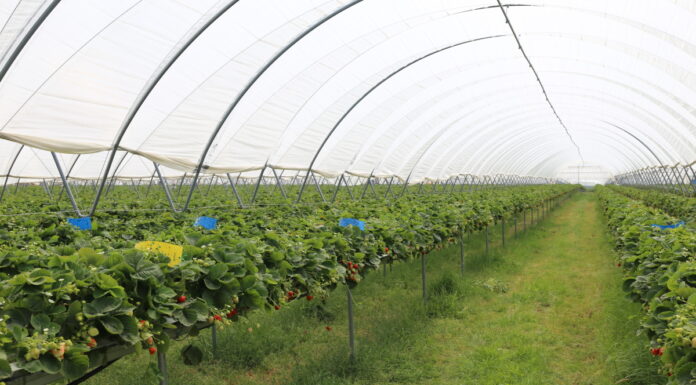 Utrzymać zdrowotność i jakość truskawek odmian powtarzających owocowanie