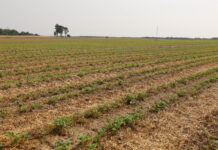 Budujemy prawidłowy pokrój roślin truskawki po ścięciu liści