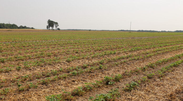Budujemy prawidłowy pokrój roślin truskawki po ścięciu liści