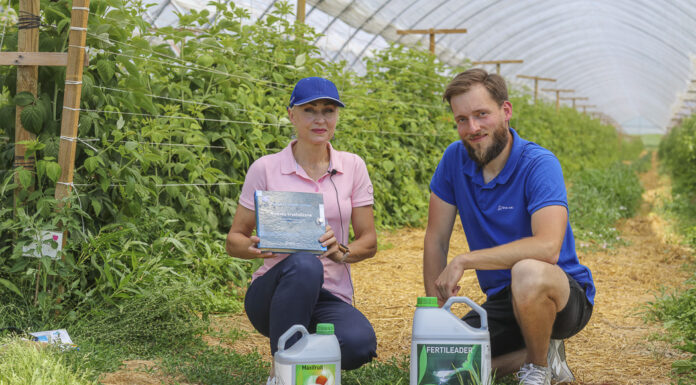 Jak wspomóc maliny w warunkach stresowych?