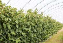 Maliny w tunelach – uprawa od podstaw