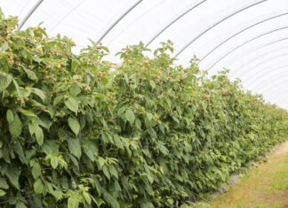 Maliny w tunelach – uprawa od podstaw