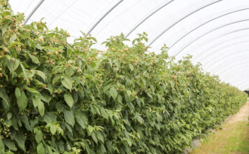 Maliny w tunelach – uprawa od podstaw