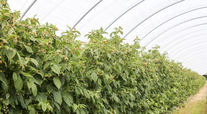 Maliny w tunelach – uprawa od podstaw