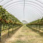 Zainspiruj się do nowoczesnej uprawy truskawek