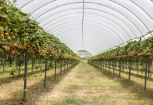 Podsumowanie i rekomendacje dla truskawek powtarzających owocowanie