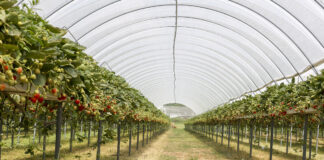 Zainspiruj się do nowoczesnej uprawy truskawek