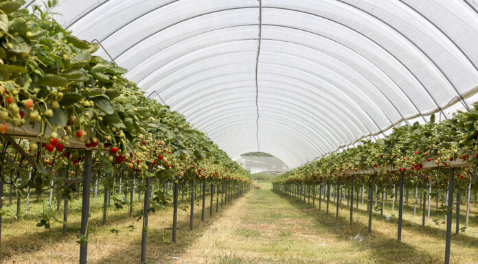 Zainspiruj się do nowoczesnej uprawy truskawek