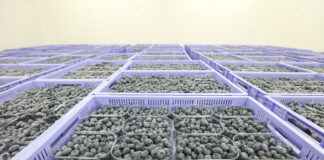 Borówkowy sezon 2021 wchodzi w szczytowy okres zbiorów. Wielu producentów jest rozczarowanych