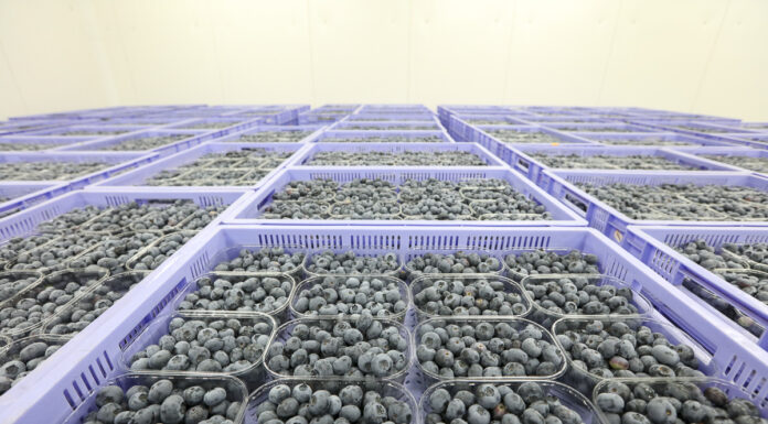 Borówkowy sezon 2021 wchodzi w szczytowy okres zbiorów. Wielu producentów jest rozczarowanych