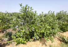 Plantacja borówki (Duke) na glinach i piaskach