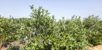 Plantacja borówki (Duke) na glinach i piaskach