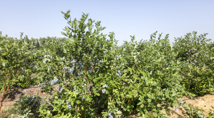 Plantacja borówki (Duke) na glinach i piaskach
