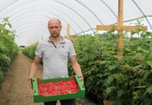 „Maliny w tunelach – uprawa od podstaw”: druga odsłona. Podsumowanie.