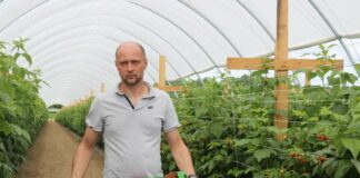 „Maliny w tunelach – uprawa od podstaw”: druga odsłona. Podsumowanie.