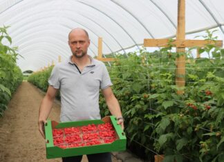 „Maliny w tunelach – uprawa od podstaw”: druga odsłona. Podsumowanie.