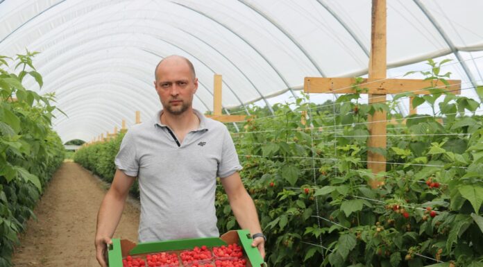 „Maliny w tunelach – uprawa od podstaw”: druga odsłona. Podsumowanie.