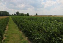 Aronia – co robić aby dobrze plonowała?