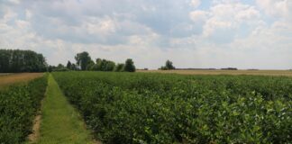 Aronia – co robić aby dobrze plonowała?