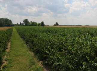 Aronia – co robić aby dobrze plonowała?
