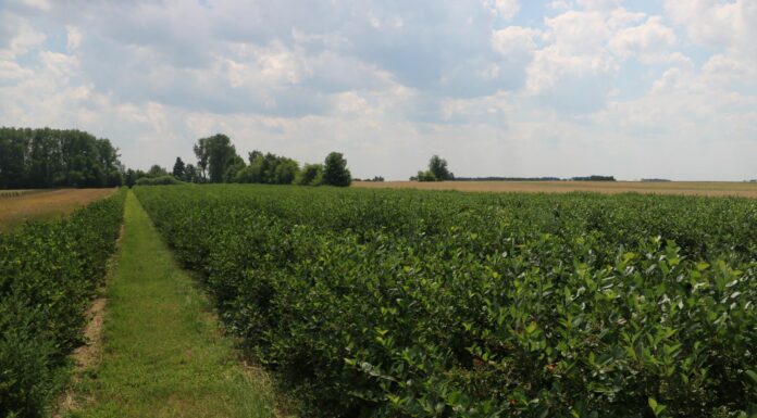 Aronia – co robić aby dobrze plonowała?