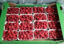 Sprzedaż owoców z własnej uprawy – warunki i przepisy sprzedaż owoców z własnej uprawy