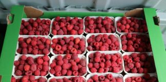 Sprzedaż owoców z własnej uprawy – warunki i przepisy sprzedaż owoców z własnej uprawy