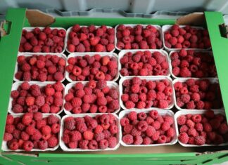 Sprzedaż owoców z własnej uprawy – warunki i przepisy sprzedaż owoców z własnej uprawy