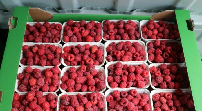 Sprzedaż owoców z własnej uprawy – warunki i przepisy sprzedaż owoców z własnej uprawy