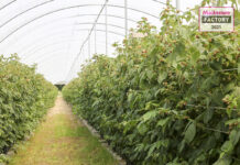 Malinowe Factory 2021 w nowej lokalizacji