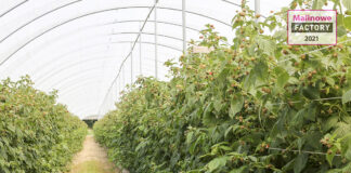 Malinowe Factory 2021 w nowej lokalizacji