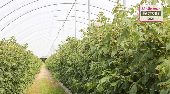 Malinowe Factory 2021 w nowej lokalizacji